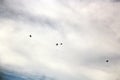 Seagulls and birds hovering in the sky against a background of white and colorful clouds and a coastline. Royalty Free Stock Photo