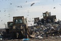 Seagulls, birds in landfill , plastic