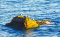 Seagulls Birds sitting on pooped rock in the sea Mexico Royalty Free Stock Photo