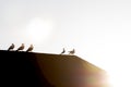 Seagulls resting on rooftop in early sunlight showing only silhouettes