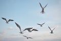 Seagulls birds in the sky