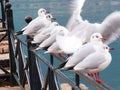 Seagulls birds white in a row by the lake of Ioannina