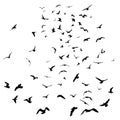 Seagulls black silhouette on isolated white background. Vector