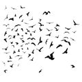 Seagulls black silhouette on isolated white background. Vector