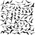 Seagulls black silhouette on white background. Vector Royalty Free Stock Photo
