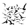 Seagulls black silhouette on white background. Vector