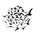 Seagulls black silhouette on white background. Vector