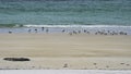 Seagulls on Bleik beach