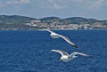 Seagulls in the blue sky