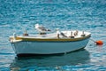 Seagulls on boat Royalty Free Stock Photo