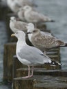 seagulls on the breakwater with the sea in the background Royalty Free Stock Photo