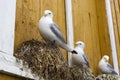 Seagulls brooding on a facade of a yellow house. Found in Nusfjord, Lofoten islands, Norway