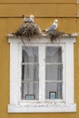 Seagulls brooding on a window frame. Found in Nusfjord, Lofoten islands, Norway
