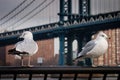 Seagulls at Brooklyn Bridge Park Royalty Free Stock Photo