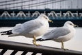 Seagulls at Brooklyn Bridge Park Royalty Free Stock Photo