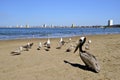 Seagulls and brown pelican on sandy beach