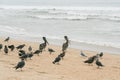 Seagulls And Brown Pelicans On The Beach. Pacific Coast, CA