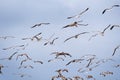 Seagulls and brown pelicans flying of the Pacific Ocean coast; blue sky background