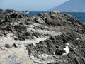 Seagulls Cabo Frio