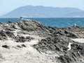 Seagulls Cabo Frio