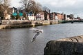 Seagulls in the canal of the Irish town of Cork