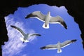 Seagulls in a cave Royalty Free Stock Photo