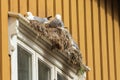 Seagulls with chick nesting above a window frame Royalty Free Stock Photo