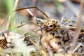 Very cute furry spotted baby birds in a nest