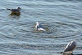 Seagulls clean up on a lake at a stone beach 3 Royalty Free Stock Photo