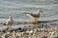 Seagulls clean up on a lake at a stone beach 15 Royalty Free Stock Photo