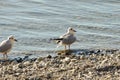 Seagulls clean up on a lake at a stone beach 8 Royalty Free Stock Photo