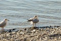 Seagulls clean up on a lake at a stone beach 9 Royalty Free Stock Photo