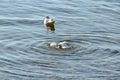 Seagulls clean up on a lake at a stone beach 5 Royalty Free Stock Photo