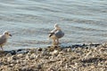 Seagulls clean up on a lake at a stone beach 7 Royalty Free Stock Photo