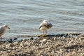 Seagulls clean up on a lake at a stone beach 6 Royalty Free Stock Photo