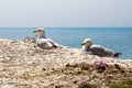 Seagulls on a cliff edge