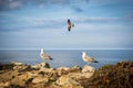 Seagulls in a cliff in the Portuguese coast