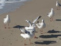 Seagulls close-up against the background of the sea