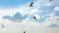 Seagulls and cloudy sky. Freedom concept idea photo. Nature background