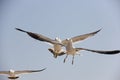 Seagulls are competing for their meals Royalty Free Stock Photo