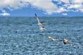 Seagulls congregate on a marina dock waiting for food to appear Royalty Free Stock Photo