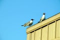 Seagulls on the container roof.