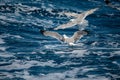 Seagulls at Croatian Sea Royalty Free Stock Photo