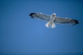 Seagulls at Croatian Sea Royalty Free Stock Photo