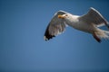 Seagulls at Croatian Sea Royalty Free Stock Photo