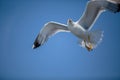 Seagulls at Croatian Sea Royalty Free Stock Photo