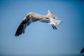 Seagulls at Croatian Sea Royalty Free Stock Photo