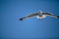Seagulls at Croatian Sea Royalty Free Stock Photo