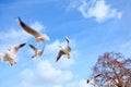 Dancing Seagulls Royalty Free Stock Photo