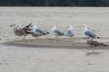 Seagulls in Danube Delta Royalty Free Stock Photo